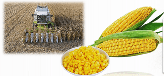 A combine harvesting maize, cobs in husk, and a bowl of loose kernels