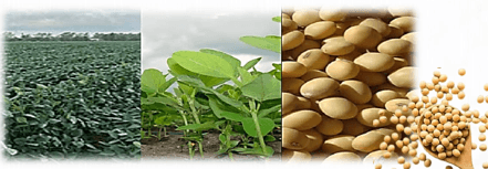A soybean field, soybean plants in leaf, and harvested soybeans